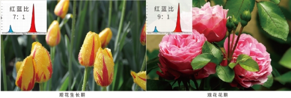 花（huā）期的紅藍光配比
