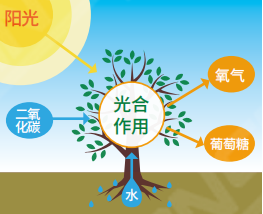 植（zhí）物生長燈