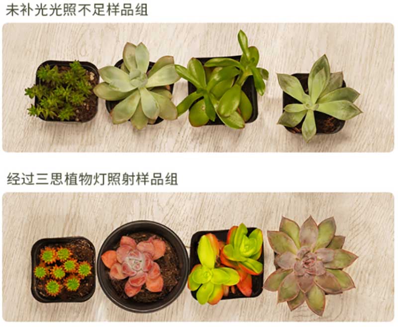 上海（hǎi）大香蕉9草在线