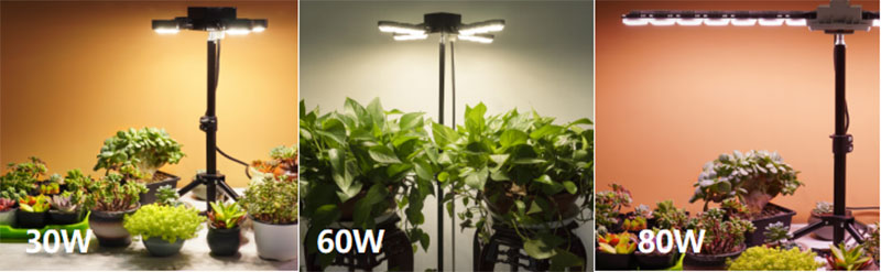 植物生長燈（dēng）