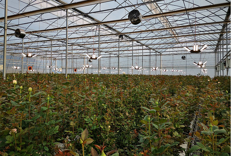 雲（yún）南（nán）某玫瑰花（huā）基地（dì）