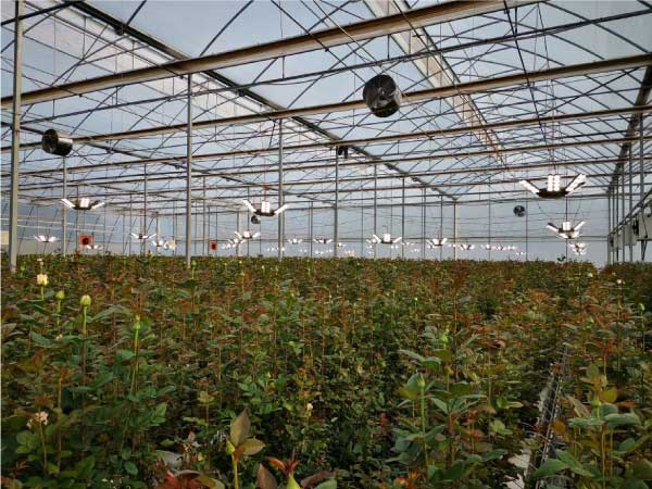 大香蕉9草在线案例