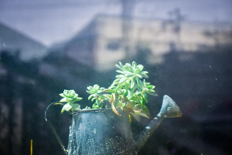 植物生長燈（dēng）