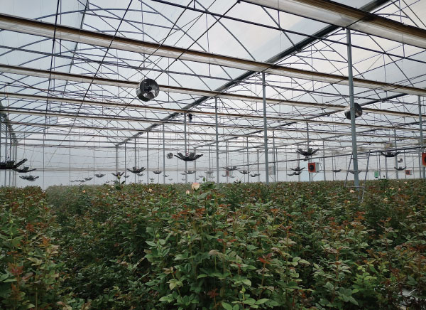 雲南(nán)某玫瑰花種植基地