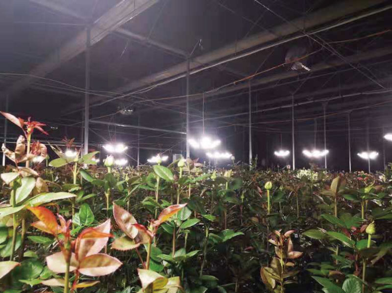 雲南昆明某玫瑰花基地