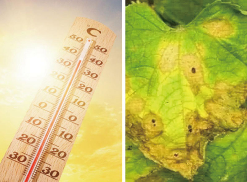 光合作用（yòng）