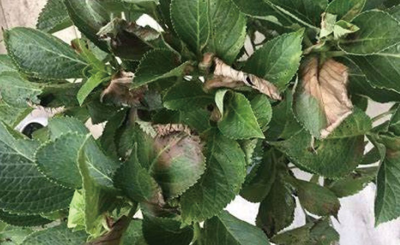 植物補（bǔ）光