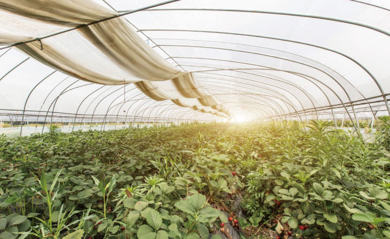 溫室大棚（péng）